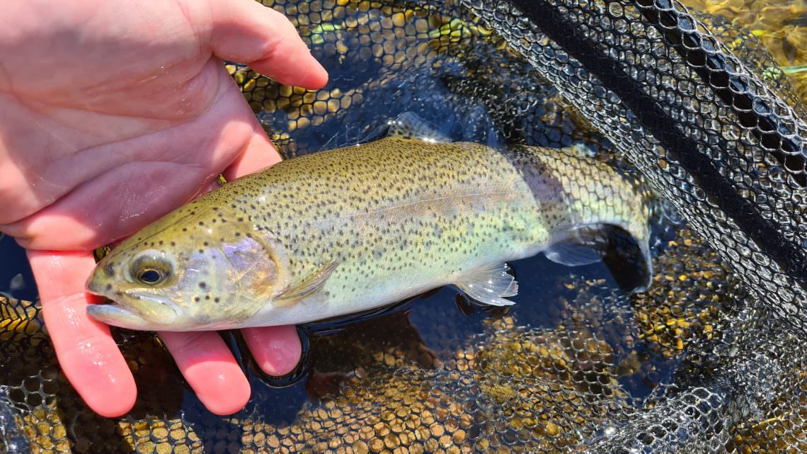 La pêche de la truite en aréa, une pratique à découvrir