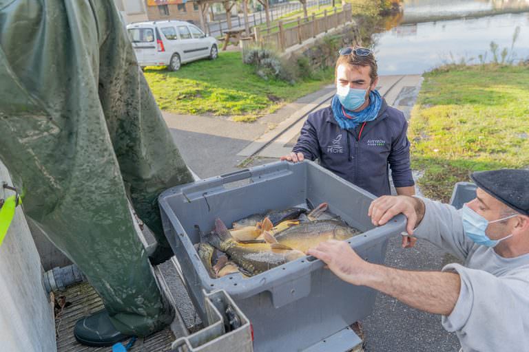 Des carpes sur le Lot