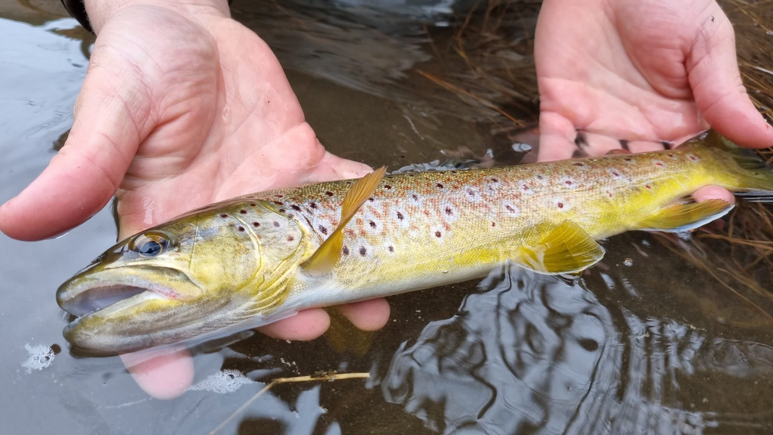 La règlementation de la pêche de la truite en Aveyron.