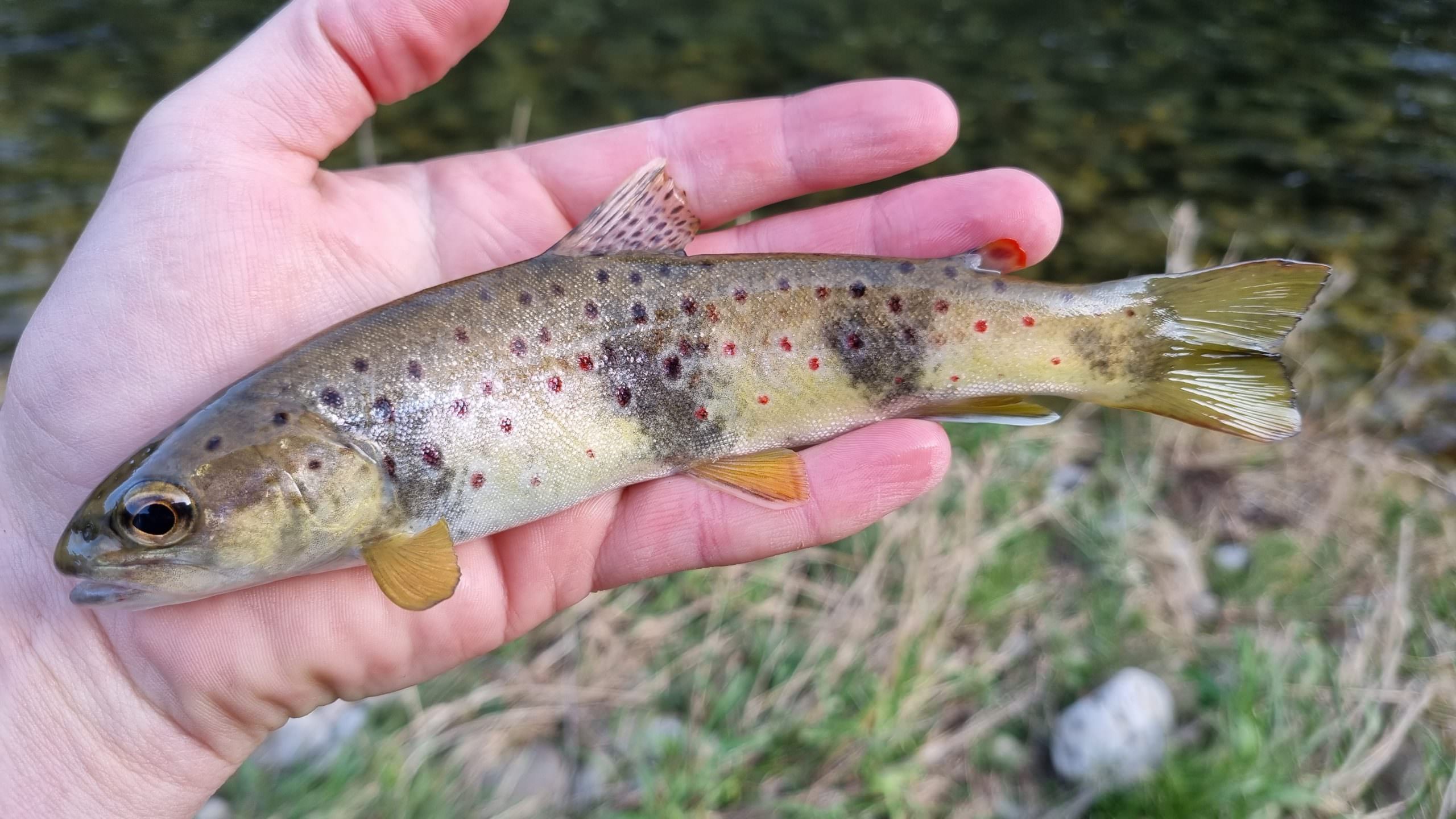 Pêcher des truites sauvages - Pêche Aveyron